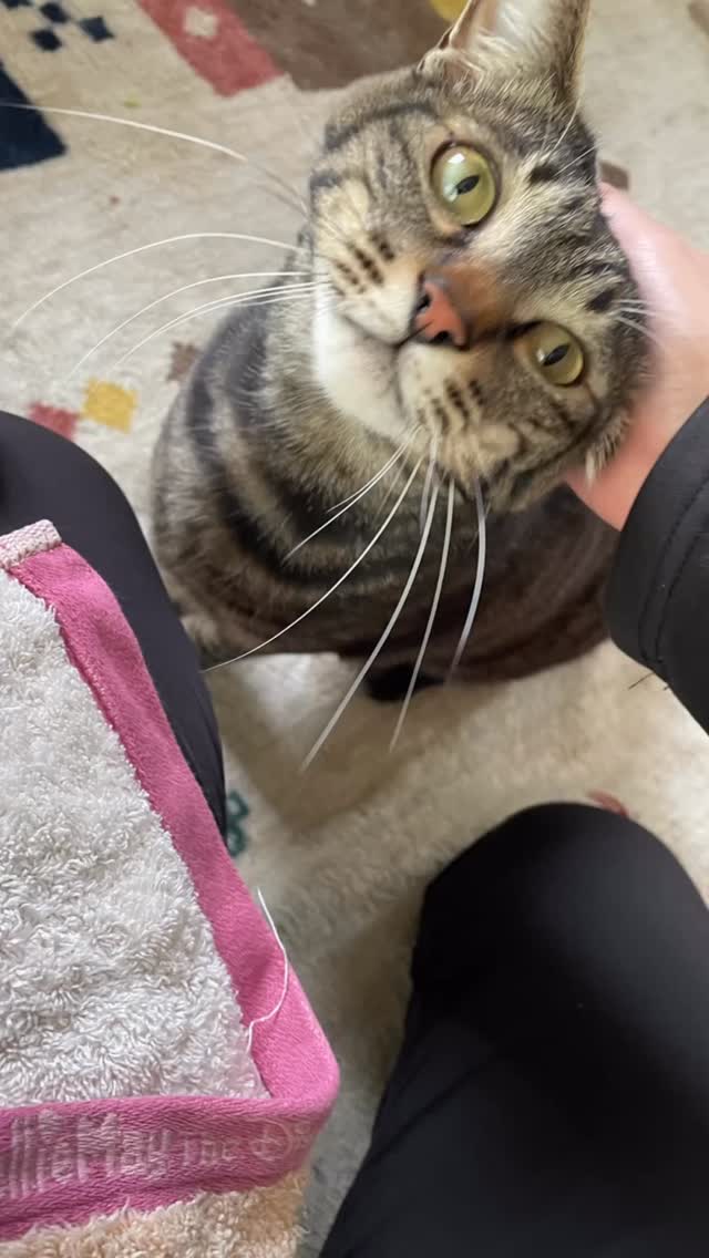 とってもイケメン🐈⬛エース君 お試しでお家🏠に初めて来た時エース君自身がこの飼い主さんにする!!と決めた💖と言うとても素敵な出会いだったそう😃
フレドリーで初めてのお世話日からナデナデ💕させてくれたり膝の上に乗ってくれたり😻可愛いエース君 ご飯🍚もしっかり食べた後はナデナデタイムたっぷりで私も癒されたお世話タイムでした🕰️
#アニマルヘルパーなありん
#名古屋市ペットシッター
#人懐こい猫ちゃん🐈⬛
#名古屋市
#ねこすきさんと繋がりたい