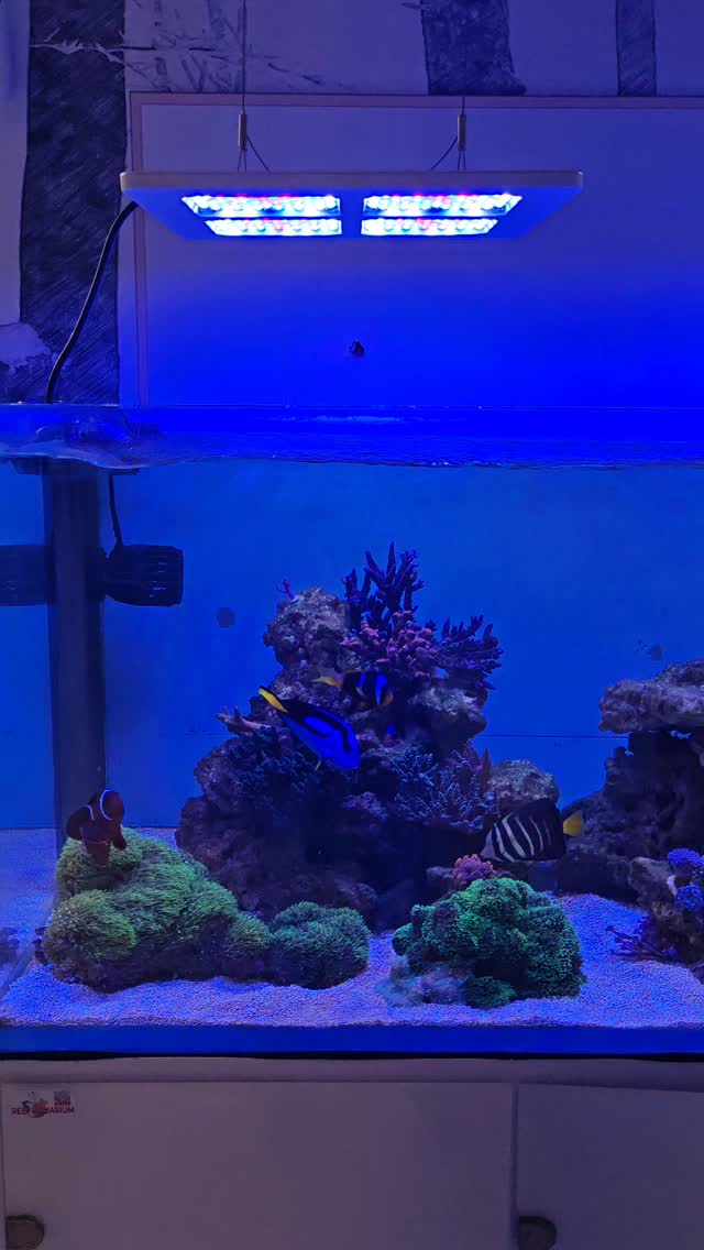 Ragazzi, oggi parliamo del nuovo cambio luci.
Abbiamo montato la Kelorey su una vasca 150x80 e la prima cosa che colpisce è la copertura:
👉 eccezionale, totale, veramente “adesiva” su tutta la superficie.
La luce è tanta, tanta, tanta, ma soprattutto è piacevole agli occhi.
Non finta, non sparata: una luce naturale che fa davvero una bella impressione. Ora vedremo nel tempo anche la risposta degli animali 🐠🪸
📱 App
L’applicazione è uno dei punti forti: facile, intuitiva, zero stress.
In pochi minuti sei operativo e puoi gestire tutto senza problemi.
📦 Confezione e materiali
Confezione ben fatta, prodotto solido, si vede subito che i materiali ci sono.
È una plafoniera che dà una sensazione di qualità appena la prendi in mano.
💰 Prezzo
Per quello che offre, il costo è davvero ottimo.
Rapporto qualità/prezzo assolutamente promosso.
🎥 A breve uscirà anche il video completo su YouTube, e lo troverete condiviso sul nostro canale Facebook e Instagram, dove vi faremo vedere tutto nel dettaglio.
Per ora, prima impressione super positiva 🔥
Prodotto ben fatto, luce bellissima e app davvero semplice da usare.
#keloray200
#reefaquariumanimali
#acqauriomarino