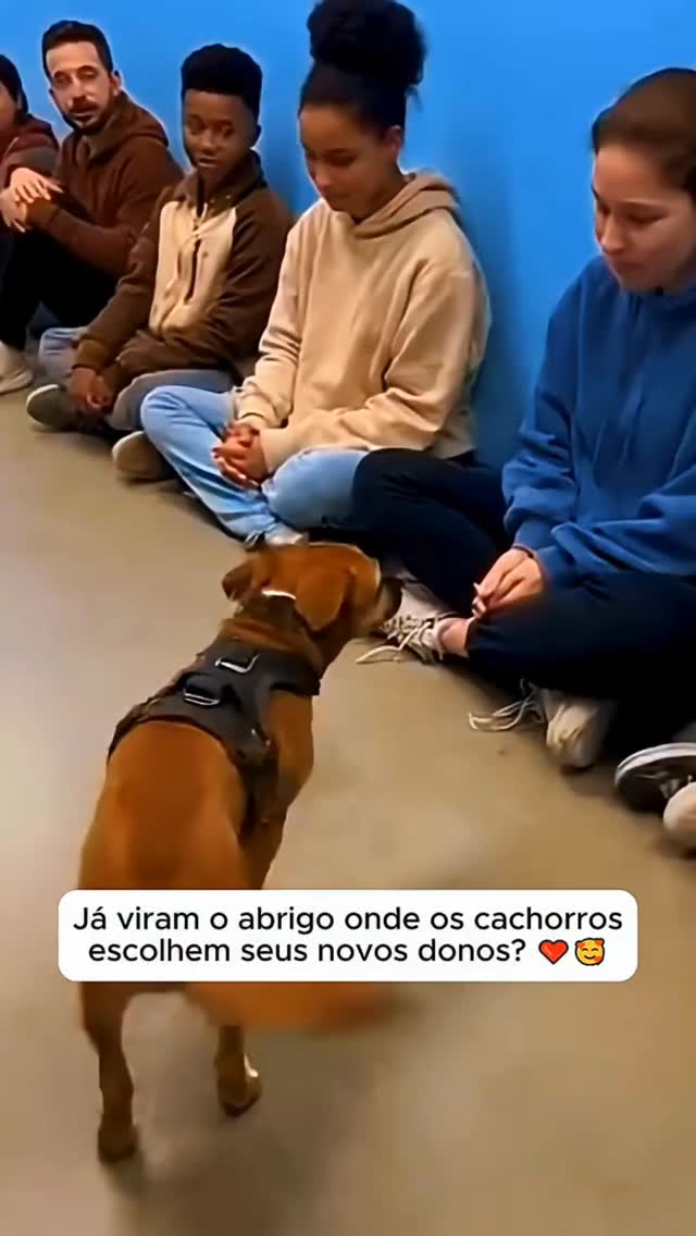 🐶❤️ Um abrigo onde os cães escolhem seus donos
Nada de vitrines ou escolhas por aparência. Aqui, as pessoas se sentam… e deixam o coração decidir. ✨
O cachorro caminha, observa… e escolhe quem vai levar pra casa.
É mais que adoção — é um encontro de almas. 🐾💫
👉 Marque alguém que acredita que os pets também escolhem a gente.