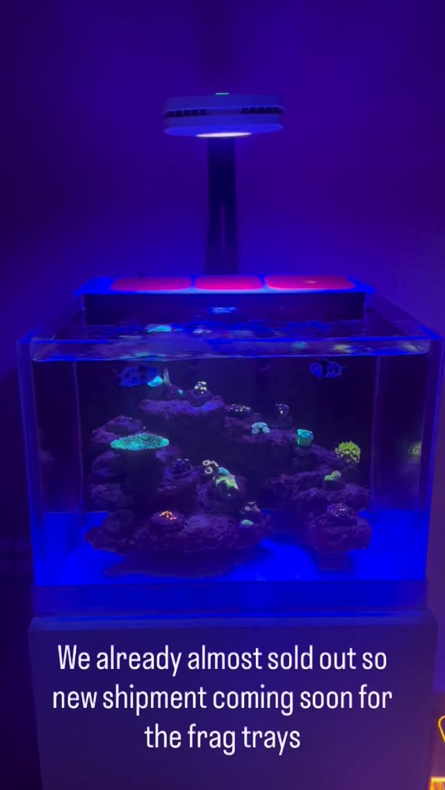 Big things come in small tanks! Our desktop aquarium is the perfect home for your next coral obsession—and guess what? A fresh shipment of stunning corals is landing soon, exclusively for our EU site. Ready to level up your reef game? Stay tuned!
Available soon at The Polyp Pros EU 🌊
#reefnerd #nanoaquarium #coralfarm #reeftanklife #thepolyppros