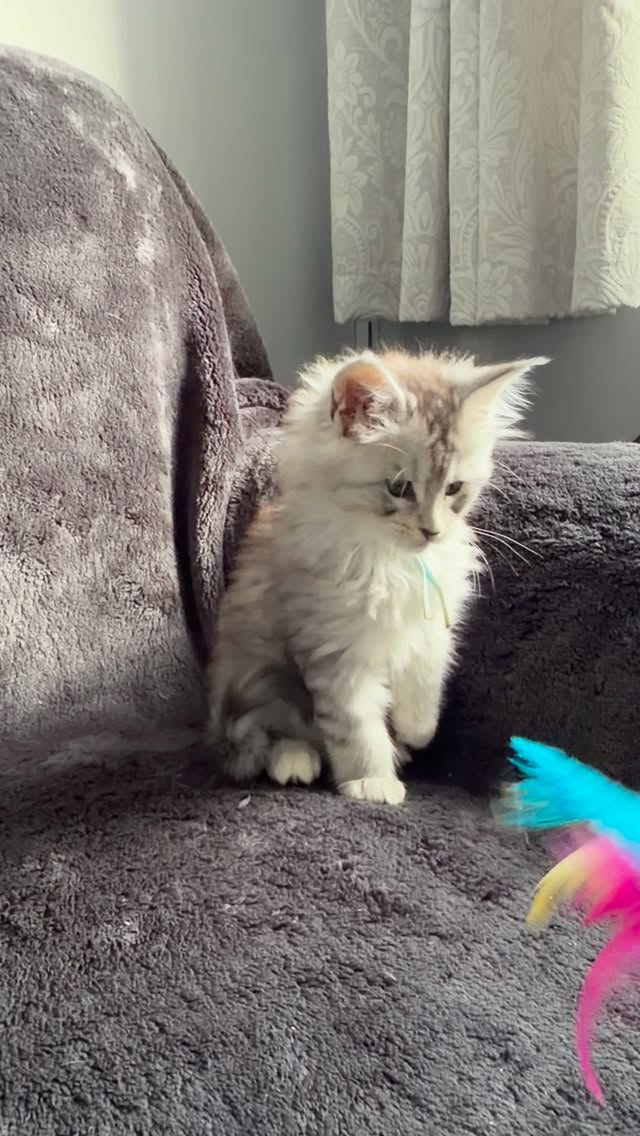 Black silver tabby girl 🩷available 😻#mainecoon #mainecoonkittens #mainecooncat #mainecoonmagic #gentlegiant