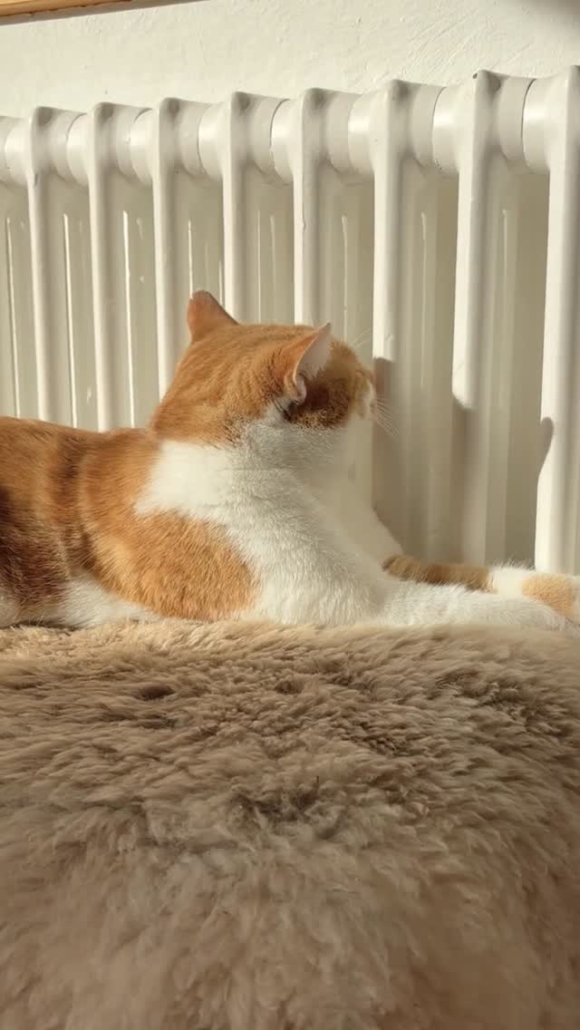 Wir versuchen oft, Erschöpfung mit noch mehr Reizen zu lösen. Mehr Wissen. Mehr Input. Mehr Optimierung.
Doch ein überreiztes Nervensystem braucht kein „Mehr“. Sondern Sicherheit. Und Pause.
Regulation beginnt im Weglassen.
#Nervensystem #Stressregulation #Frauengesundheit #Ganzheitlich #hinwil