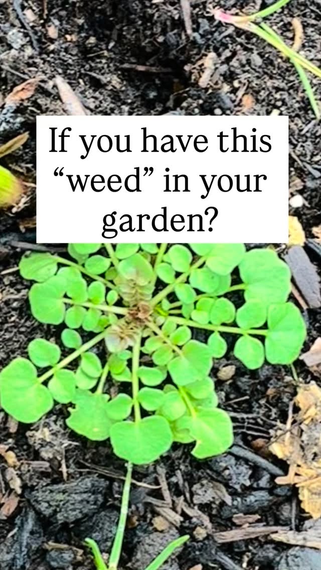 Hairy Bittercress Tincture Recipe
A great Spring Tonic. Full of antioxidants, vitamin, Iron and calcium. Helps to stimulate sluggish digestion, boosts immunity and fights off carcinogens.
After 2 weeks pour the tincture through a muslin, store the liquid in a sterilised glass jar, in a cool dark cupboard. Take 1 tsp a day in a glass of water or squash.
Bittercress is also great raw in salads or as a tea infusion
ā ļøNot to be taken if you have kidney stones!
#herbaltonic #herbalremedy #growyourown