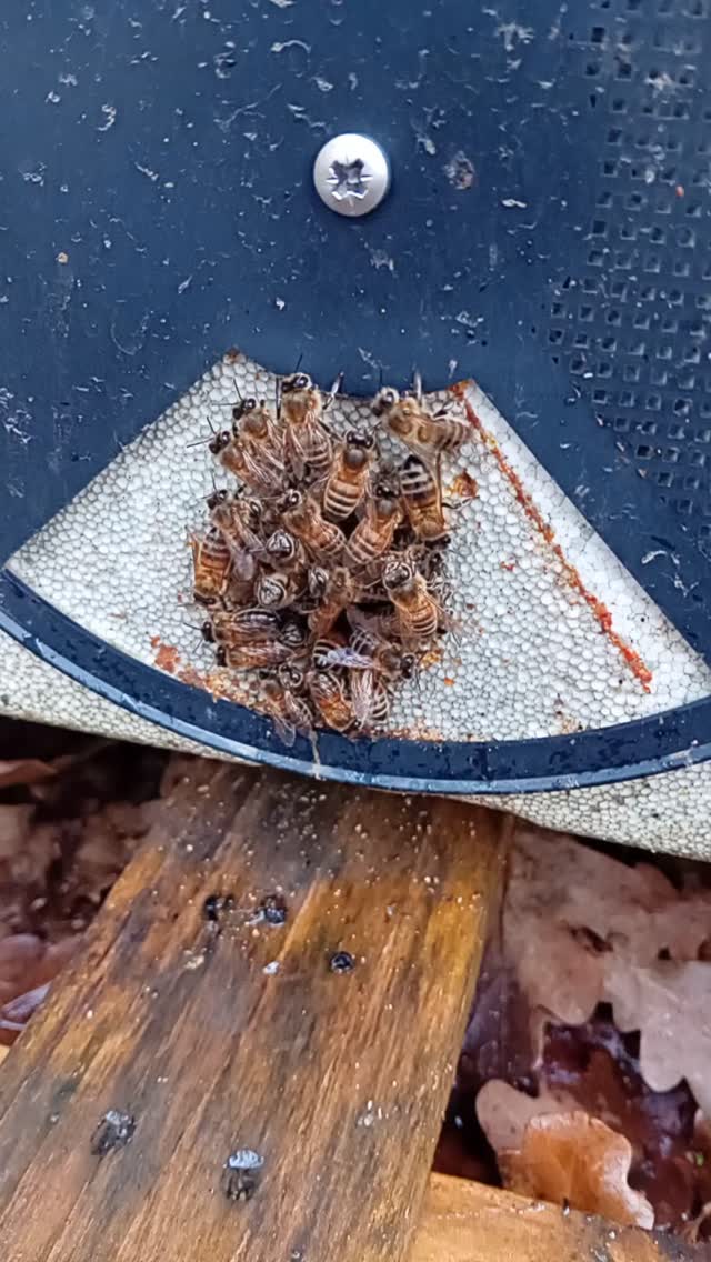 Our bees are staying in avoiding the rain but looking forward to the Spring!