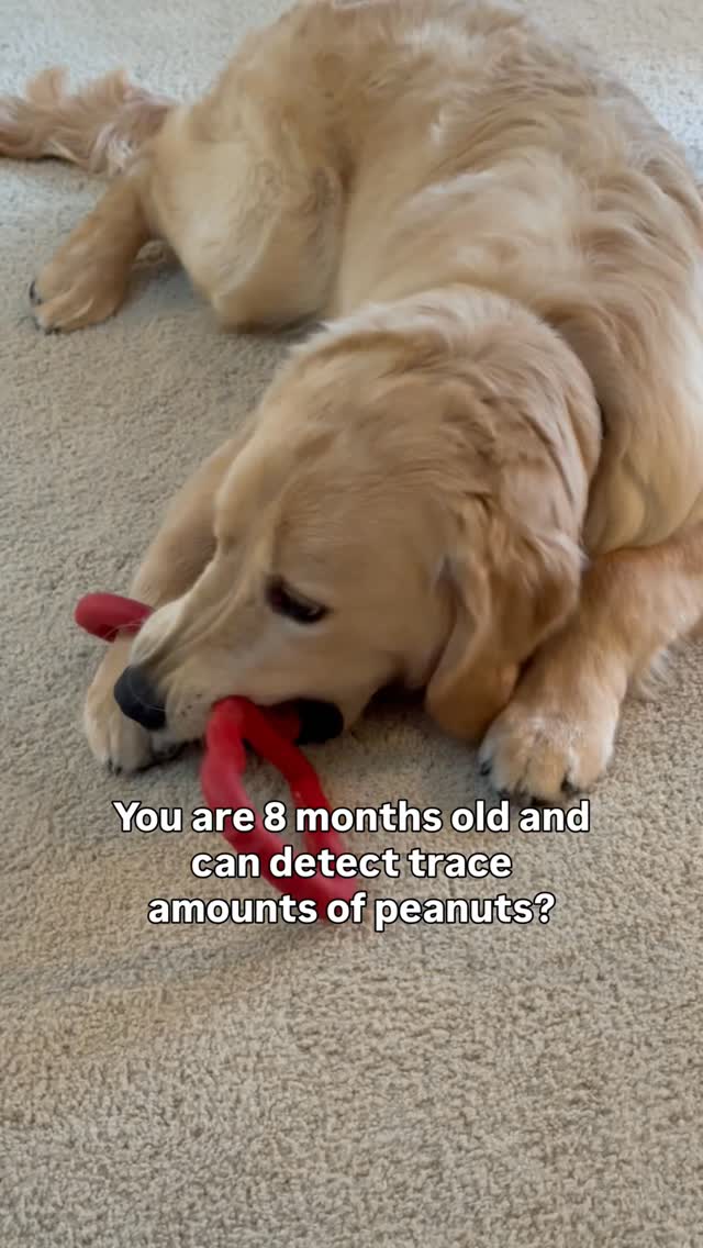 He may be a sweet, goofy, gigantic puppy, but at only 8 months old, just like Harley, Cody has a nose that knows. ❤️🐾
Harley is a golden retriever allergen alert service dog trained to detect peanuts for her peanut allergic human. Harley is also known as Detective Harley, F.A.D.D. Food Allergy Detection Dog®️. Cody is her little brother and is training to be just like her. Joey is our Treat Distribution Supervisor. We help food allergy families navigate snacks, restaurants, and food allergy life, one whiff at a time.
🐾 This account is for information only. You should be certain to conduct your own research to ensure your safety from your allergens.
🐾 We encourage sharing our content to help educate and spread food allergy awareness.
#foodallergies #servicedog #goldenretriever