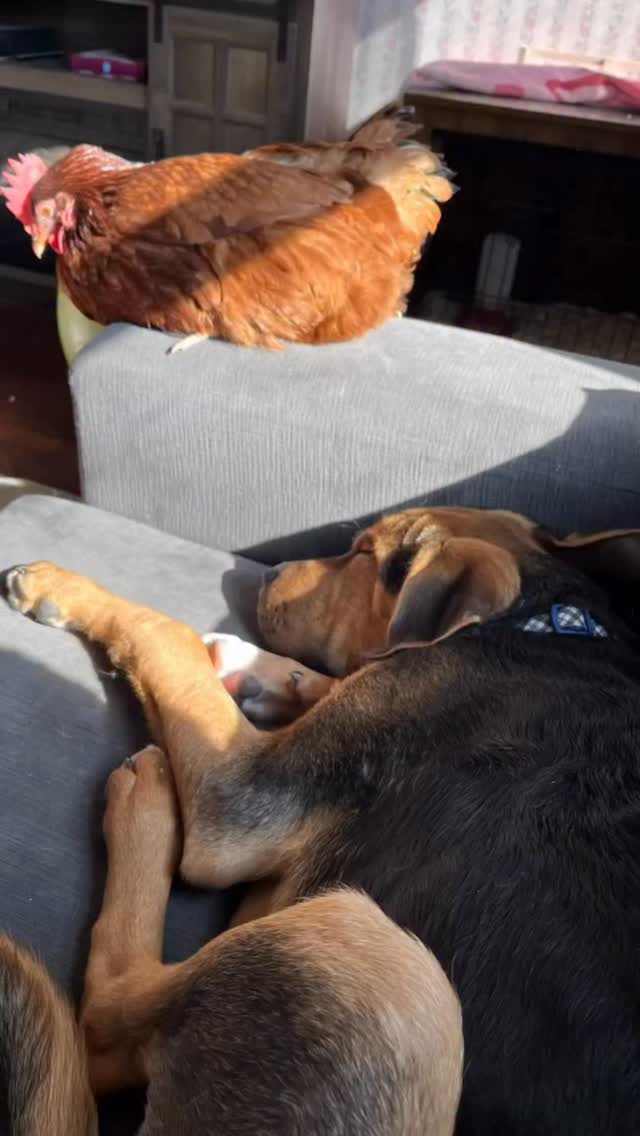 Chilling in a sunny Sunday afternoon of a long weekend! #dogsandchickens #carefarm #thistlehousefarm