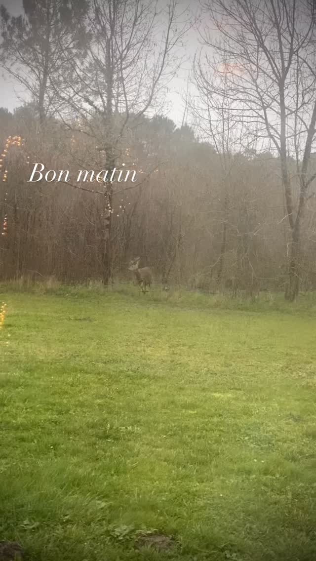Les cadeaux de la vie
Ils sont quatre, parfois deux,
À venir régulièrement ici sur nos terres.
Sur les leurs.
Ces moments là tout s’arrête, et je savoure.
#gratitude #chevreuil #cadeaux🎁