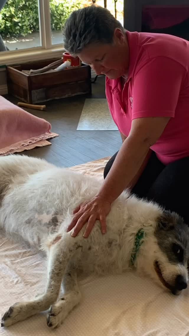 Panda was one of the funniest characters I’ve ever met, her manky whisker smile, the droopy eyes, OMG the farts! Thanks Panda for the laughs and fluffy times 🌈💔🩷🐼