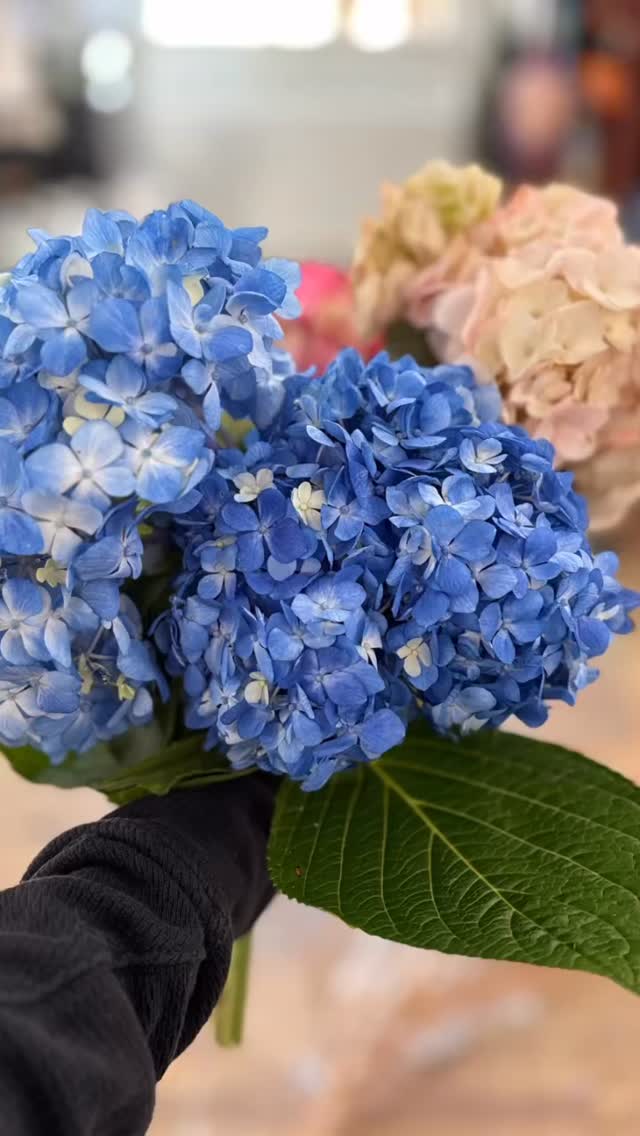 Tell me you’re hosting @necoastalcreative without telling me 🤗 🩵💙
All set up and ready for color tomorrow with the Threads Creative retreat!
Did you know we host private creative events too!
Regular hours at Pencil & Wool this weekend
Friday 10-5
Saturday 10-5
Sunday 12-5
Hope to see 👀 you at 12 Main Street Essex ct