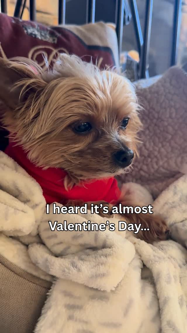 He’s not celebrating Valentine’s Day yet… he’s just practicing being this cute in advance.
No plans. No expectations. Just resting his eyes and making sure he’s ready in case someone needs a tiny emotional support supervisor.
Somebody out there is going to be very lucky… he just doesn’t know it yet. 🤍
#YorkieLife #SleepyDog #YorkshireTerrier #DogSoftness #TinyDogBigPersonality #DogMomLife #CozyVibes