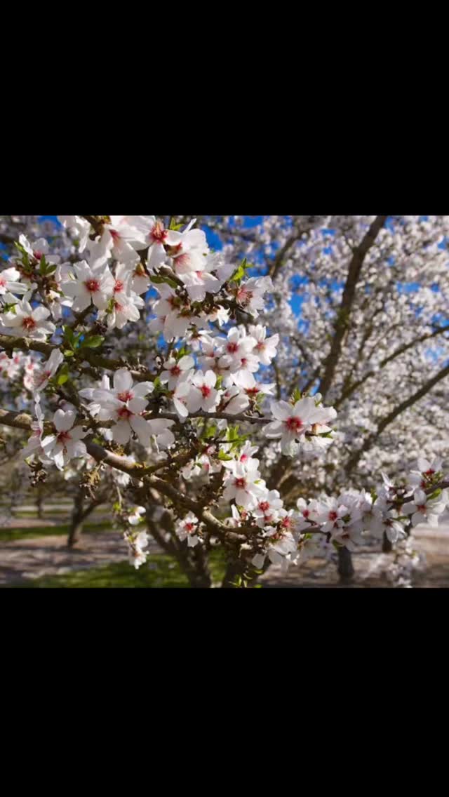 #prunusdulcis #dendrophyle#outdoorlifestyles#contemporarygarden #todayplaygroundgreendesign garten frenchrivieramodernlandscaping outdoordreamhome luxuryrealestate outdoorlivingspace classicgarden architectepaysagiste archilovers landscapearchitecture provence outdoorluxurytimelessdesign jardin landscapedesigner garden privategarden gardendesign exteriordesign garten luxurygarden outdoordesign mediterraneangarden outdoorlife gardenlife gardeninspiration outdoorinspiration southoffrance