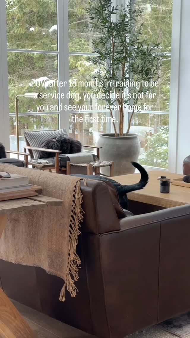 After 18 months in training with @natlservicedogs Bergey has chosen a different path for himself. We’re so happy he did. Welcome home Bergs!