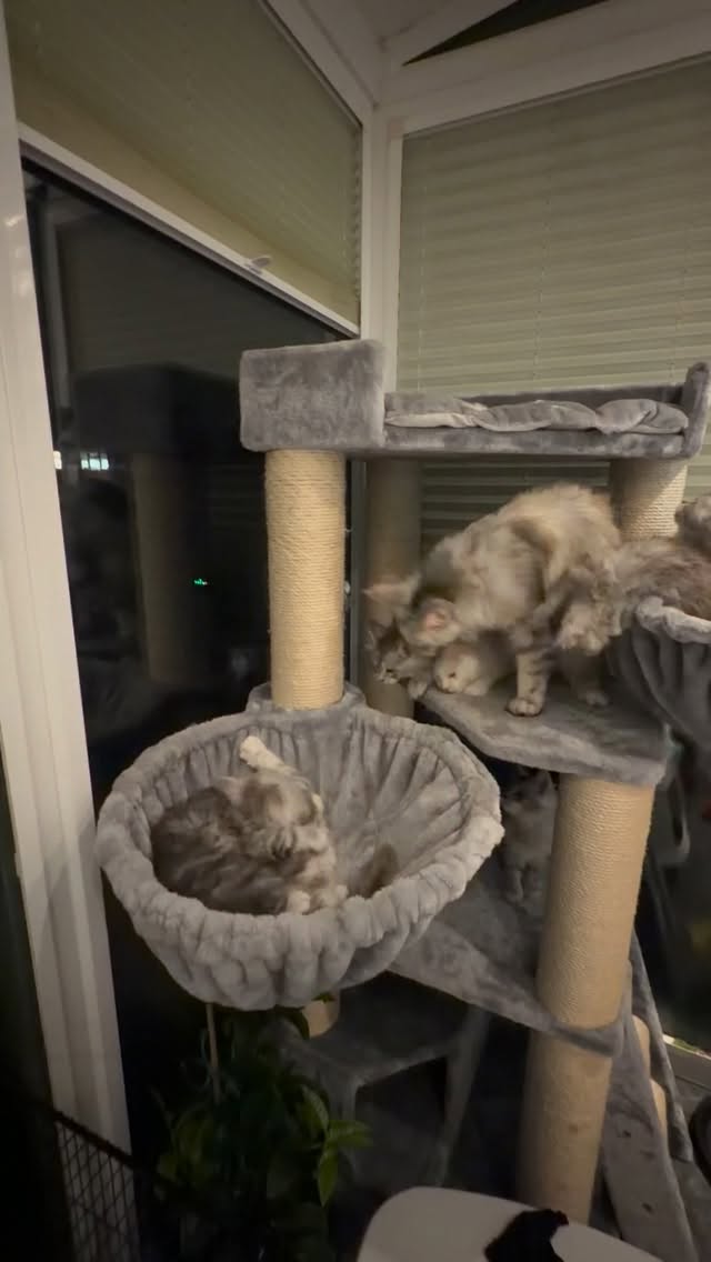 Playtime in the cats tree 🌴 #mainecoon #mainecoonkittens #mainecooncat #mainecoonlove #mainecoonkitten