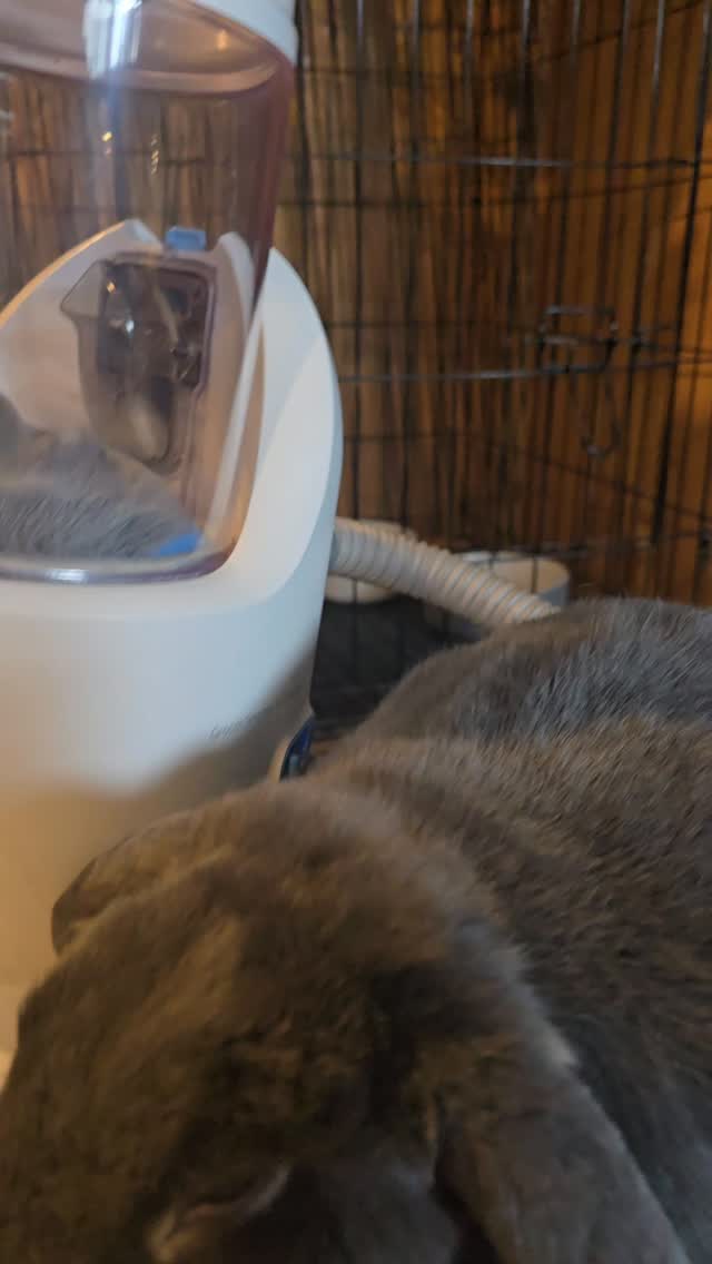 Ohh remembering the gorgeous girl o her grooming time at the bunny hotel! Happy valentine's 💕 #thecoolbunnysitters #petsitting #bunnylovers #petcareservices #petcare