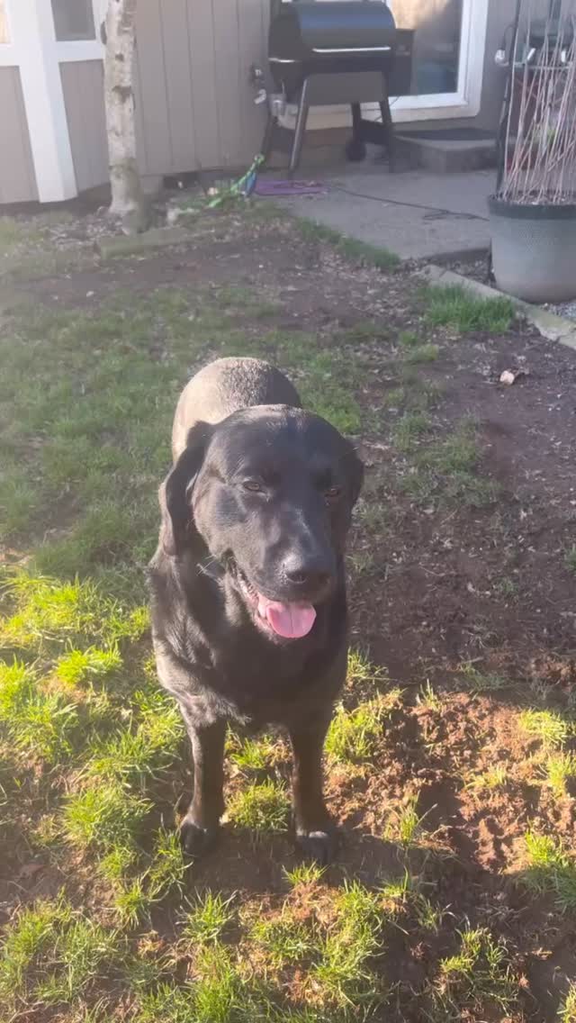 Trying to teach Hank how to play fetch 😆
He gives 100% and 0% at the same time.
