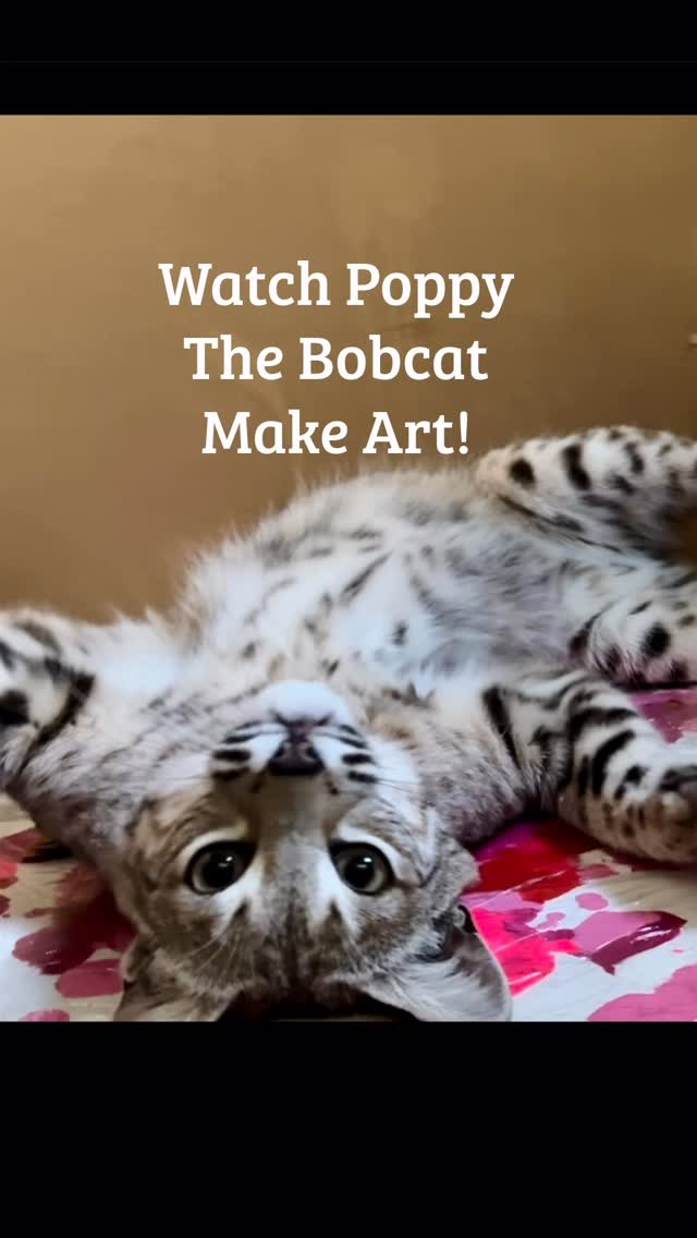 Help WERC build Poppy her lifetime enclosure. Bid on Poppy art cards and more. There is travel, jewelry, and experiences for your valentine. #wildlife #bobcatart #morganhill #gilroy #wildlifeart