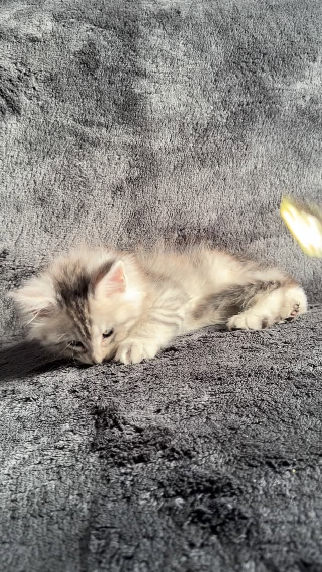 Black silver tabby girl 😻#mainecoon #mainecoonkittens #catlovers #mainecooncat #mainecoonkitten