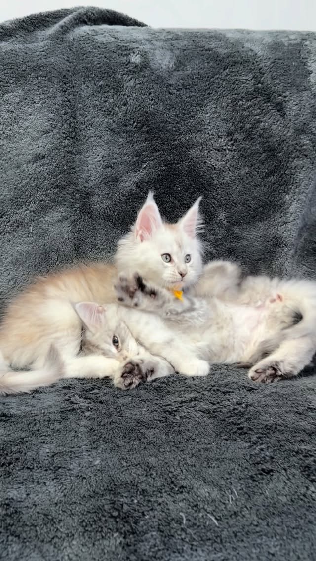 Playtime 😻😻#kittens #cats_of_instagram #kittensforsale #mainecoonbaby #catlovers