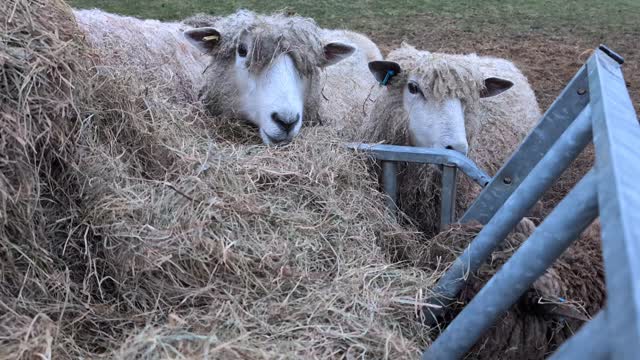 Comfort food on a miserable day! Can't say I blame them.
#rarebreedsheep #simpleliving #hobbyfarm