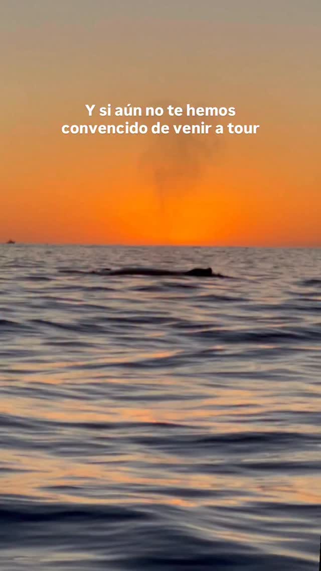 ¿Deberíamos hacer oficial la sección ‘’bebés cetáceos’’? 😍
El periodo de gestación de las ballenas jorobadas dura entre 10 y 12 meses. Al nacer, las crías miden en promedio 4.1 metros y pesan entre 1,300 y 1,400 kg. Desde ese momento, comienzan una etapa clave: la lactancia.
🍼 La leche materna las acompaña durante 6 a 11 meses, tiempo en el que crecen rápidamente hasta alcanzar entre 8 y 9 metros al momento del destete. Todo este proceso requiere una enorme inversión de energía por parte de la madre, razón por la cual el intervalo entre partos es de aproximadamente 2.4 años.
¡Que fortuna es la de observar ballenatos junto a sus madres creando uno de los vínculos más fuertes del océano! 🩵
— ENG —
Should we make the “baby whales” section official? 😍
The gestation period for humpback whales lasts between 10 and 12 months. At birth, the calves measure an average of 4.1 meters and weigh between 1,300 and 1,400 kg. From that moment, a key stage begins: nursing.
🍼 Mother’s milk sustains them for 6 to 11 months, during which time they grow rapidly, reaching between 8 and 9 meters in length at weaning. This entire process requires an enormous investment of energy from the mother, which is why the interval between births is approximately 2.4 years.
What a privilege it is to observe whale calves with their mothers, creating one of the strongest bonds in the ocean! 🩵
-
-
-
-
-
ballenas jorobadas, avistamiento responsable, los cabos, baja california sur, temporada de ballenas, vida marina, conservación oceánica, proyecto cetáceo, cantos de ballena, breaching, aletas de ballena, naturaleza salvaje, encuentros marinos, migración, océano pacífico, avistamiento de ballenas, los cabos ballenas, los cabos 2026