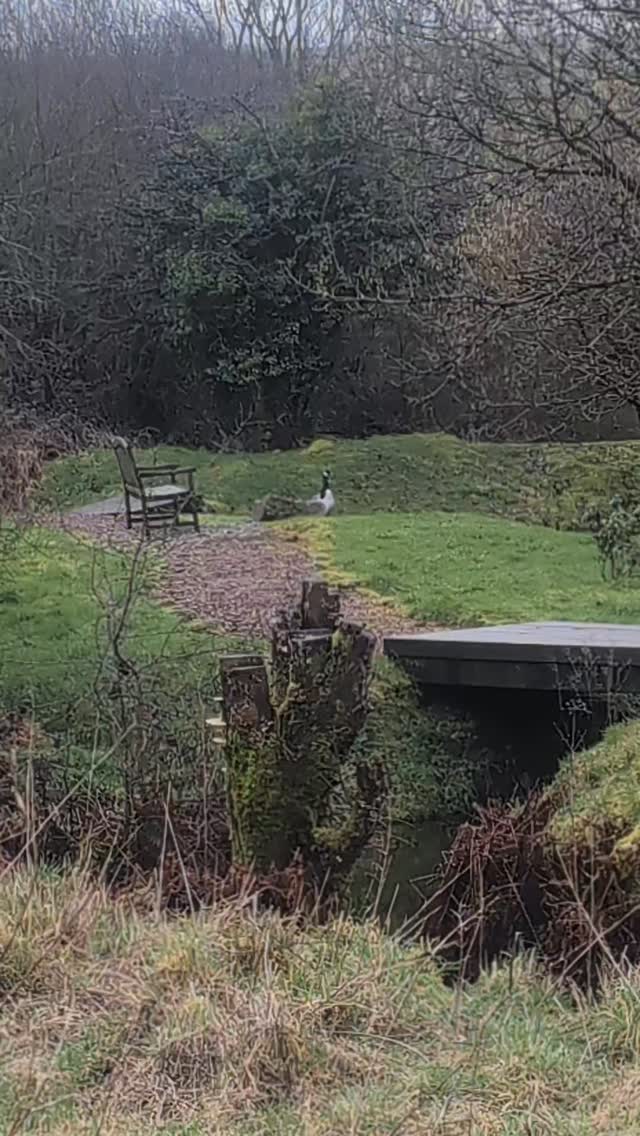 And the annual competition for the love island begins 😅🥰
.
.
.
#canadiangeese #dartmoornationalpark #escapetothecottage #dartmoorholidaycottage #goose