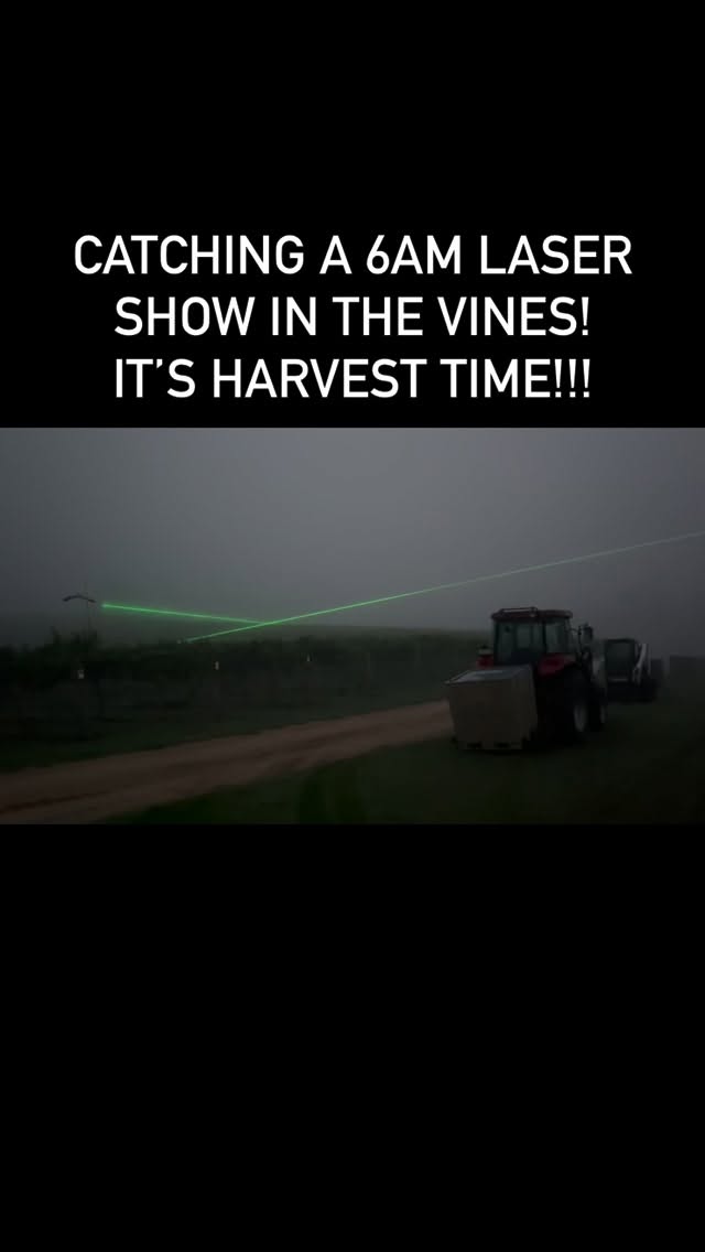 Today’s the day! Start of harvest 2026 - MCE Single Estate Pinot Grigio being picked today! #harvesttime #vintage2026 #pinotgrigio #bluemountainwine #megalongvalley