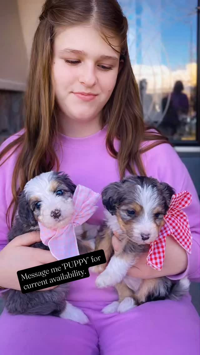 F1 Bernedoodle puppies available 💛
Family raised • sweet temperaments • health-backed
💰 $3,500 | $500 deposit to reserve
Message me ‘PUPPY’ for current availability.#merlebernedoodlepuppies #merleminibernedoodle #ohearonsamazingpuppies #merleminibernedoodlepuppies #merlebernedoodle