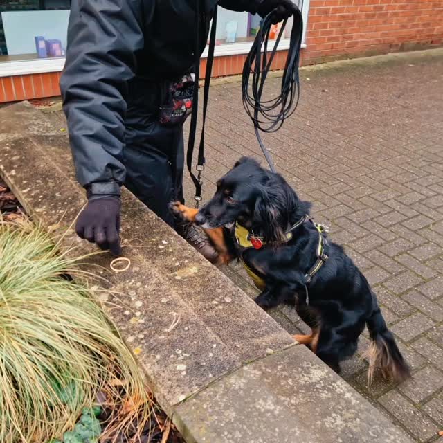 We were in the home of champions today (go Mia Brooks!), #mantrailing at lovely #sandbach ๐
The dogs were given puzzles today... 'nearly there but something to try to throw them'. Millie made good progress and knew she was in the right area but hadn't thought we might be mischievous enough to hide her runner under a bridge. Scent on different levels gives our dogs another dimension to think through. She showed resilience and stamina, didn't give up or start to displace before finally getting enough scent to take her to her find. She was so excited! She had a shorter trail to finish. Well done Team Millie... thought I'd got you for a minute ๐
Team Aphy worked brilliantly today. For both their human and pet trail, Aphy took a wonderful, thoughtful approach, ignoring big decoys and just working methodically and calmly through her challenges. She had to overcome the puzzle of significant overlaid scent at the start of one of her trails and when that was done, worked confidently and without rush. Great trailing Team Aphy ๐ ๐ ๐
Team Pree started with a pet trail. Pree is smaller than the other dogs but keen to match their distance and is finding a pet trail to start really gets her head in the game. For her hidden person she was excited to find them having made great decisions and overcoming those dreadful, scary umbrellas. She then realised they were on the other side of a pond and she needed to make her way around the walkways to get to them as it was puzzle time! Great problem-solving and nice that Pree didn't think twice going onto the walkway where her runner waited, when she wouldn't usually venture onto it on a normal walk. Well done Team Pree ๐ ๐ ๐
Next availability is March so if you fancy trying trailing, check out www.dogtrailing.co.uk/book for a session near you.