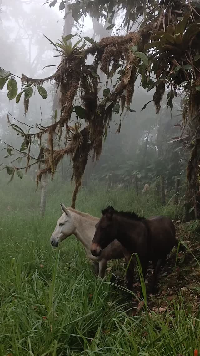 Our mules trying to get some shelter from the rain.