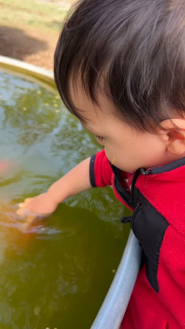 Our morning ritual with the stock tank fish