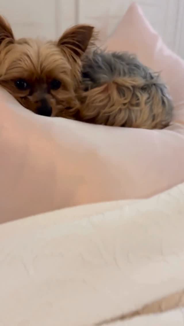 Joshua has absolutely no meetings, no deadlines, and no concern for productivity metrics.
Meanwhile, I’m over here releasing music, rebuilding dreams, and trying to emotionally regulate before coffee.
He doesn’t know about algorithms. He doesn’t know about streaming numbers. He just knows when it’s time to fully commit to a nap.
Honestly… that level of confidence is inspiring.
If only we all trusted our timing the way Joshua trusts his ability to sleep through everything.
Follow for more behind-the-scenes moments of the life (and supervisor) behind the music.
#ReneeRuthMusic #YorkieLife #ArtistLife #IndependentArtist #DogSupervisor