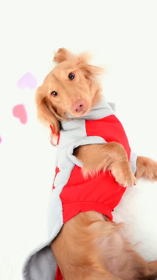 Extra love (and extra sausage) this Valentine’s Day… ♥️🌭🤭
Hope your day is full of treats and tummy rubs! 🥰
#sausagedogbox #valentinsday #lovemydog #dachshundreels #weens