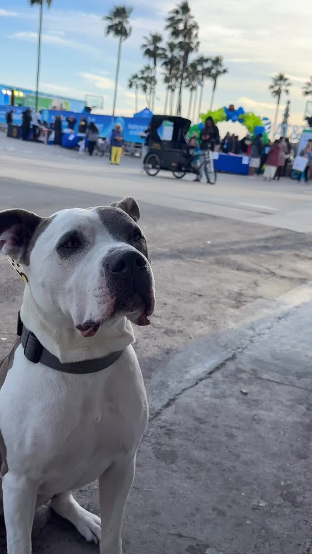 What a f**kin’ flirt .
#venicebeach @ricos_empanadass