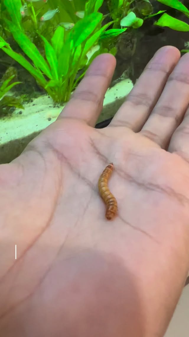 los peces es
fundamental por
muchas razones !!
#pecestropicales
#pecesdeacuario
#animales
#mascotas
#tenebrios