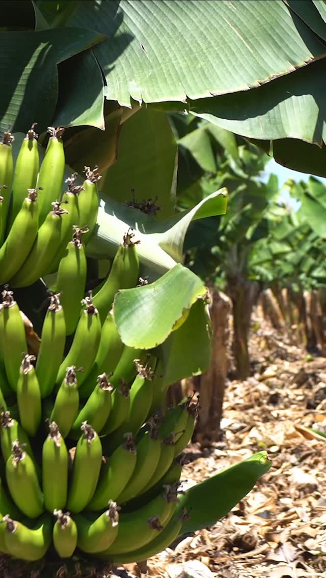 Frente al Fusarium R4T, la respuesta es ciencia, prevención y acción oportuna 🧬🍌
El manejo del suelo, la rotación de cultivos y el uso de microorganismos benéficos como Trichoderma, Bacillus y Streptomyces forman parte de las estrategias que ayudan a reducir el riesgo de infección.
Hoy, la investigación avanza en la identificación de variedades con mayor tolerancia, mientras los datos técnicos confirman que la detección temprana y el cumplimiento estricto de las medidas de bioseguridad son clave para disminuir el impacto del Fusarium R4T.
#BananoEcuatoriano #Fusarium #AEBE #Bioseguridad