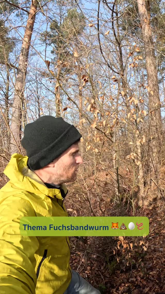FUCHSBANDWURM 🪱🌱
Untersuchungen zeigen: Unter den erkrankten Personen sind vor allem Hundebesitzer, Jäger und Personen, die regelmässig Gartenarbeiten verrichten oder in der Land- und Forstwirtschaft arbeiten. Das sind also vor allem die Personen, welche häufig in Kontakt mit Erde und Haustieren kommen.
Personen, die regelmässig essbare Wildpflanzen sammeln, sind in diesen Statistiken bisher noch nie aufgetaucht. Man kann als Argument aber auch anführen, dass Wildpflanzensammler möglicherweise in der Statistik übersehen werden, wenn diese gleichzeitig Haustierbesitzer sind oder Zuhause einen Garten haben. Auch wird im Merkblatt des Institutes für Parasitologie der Uni Zürich empfohlen, bodennah wachsende Pflanzenteile gründlich zu waschen oder zu kochen, denn damit ist die Gefahr einer Infektion auf jeden Fall rasch und einfach gebannt.
Man kann also auch mit Wildkräutern die Gefahr nicht zu 100% ausschliessen…
>>> …aber wenn man sieht welche Personengruppen die Statistik anführen, dann MÜSSTE MAN KONSEQUENTERWEISE AUF ALLES VERZICHTEN, WAS AN KONTAKT MIT ERDE UND TIEREN ZU TUN HAT!
🪱 Der Fuchsbandwurm ist ein kleiner parasitärer Bandwurm. Er nutzt vor allem Füchse, selten auch Hunde, Katzen oder Marder als Wirt. Infizierte Tiere scheiden mit dem Kot infektiöse Eier aus, die mehrere Monate überlebensfähig sind. Diese Eier können beim Kontakt auch von Menschen aufgenommen werden und in der Leber eine gefährliche Krankheit, die alveoläre Echinokokkose auslösen. Bei Aufnahme gelangen die Eier in den Dünndarm, wo diese schlüpfen. Die Larven gelangen über die Darmwand ins Blut und von dort in die Leber und dort beginnen sie sich dann zu vermehren. Davon merkt man aber lang nichts, denn es vergehen ab der Infektion in der Regel über 5 bis 15 Jahre bis sich die ersten Symptome, wie Müdigkeit, Dauer-Bauchschmerzen, Gelbsucht, usw. bemerkbar machen Bei einer frühen Behandlung ist die Heilungschance sehr hoch, weil es jedoch Jahre geht, bis die ersten Symptome auftreten ist es meist zu spät. In der Regel erfolgt die Therapie bis zum Lebensende medikamentös was das Wachstum der Larven eingrenzt, diese aber nicht vollständig abtötet.