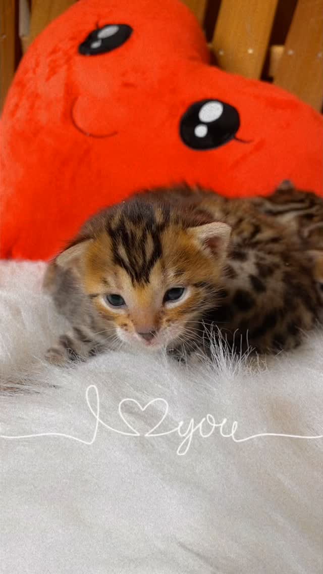 Happy Valentine from CasaCruz ❤️ #bengal #toyger #cat #kitten #casacruzranch