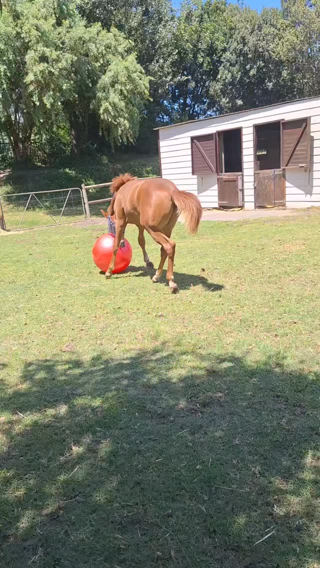 Went go visit Angel and Rascal today and we took some toys for Rascal for valentine's day.
He absolutely loved his toys. He is also getting so big now.
#tomrohaven #happyvalentinesday❤️ #horserescue #Angel #Rascal