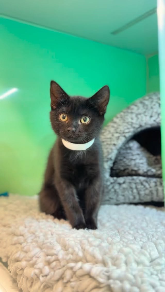 Meet Cally.
At her routine vaccination appointment, our vet Kyle detected a mild heart murmur. Although Cally showed no symptoms and was thriving at home, we recommended monitoring and, once she was bigger, a cardiac ultrasound.
As she grew, the murmur persisted, so an echocardiogram was performed. The scan showed normal heart chamber sizes and function, with a very small ventricular septal defect (VSD) identified. Importantly, Cally remains well, active, and comfortable. Our plan is to continue monitoring and repeat the scan as she grows into a big cat, ensuring the best possible outcome for her 🤎
Early detection, careful assessment, and tailored care make all the difference 🐈
#thewoodbridgevets #echocardiography #catshealth #hearthealth #veterinarycare