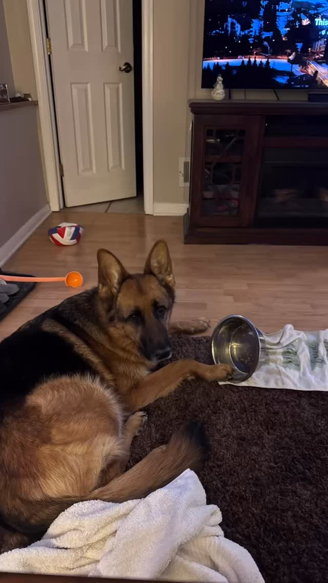 #emptybowl #dogsofinstagram #gsd #gsdlife #germanshepherd