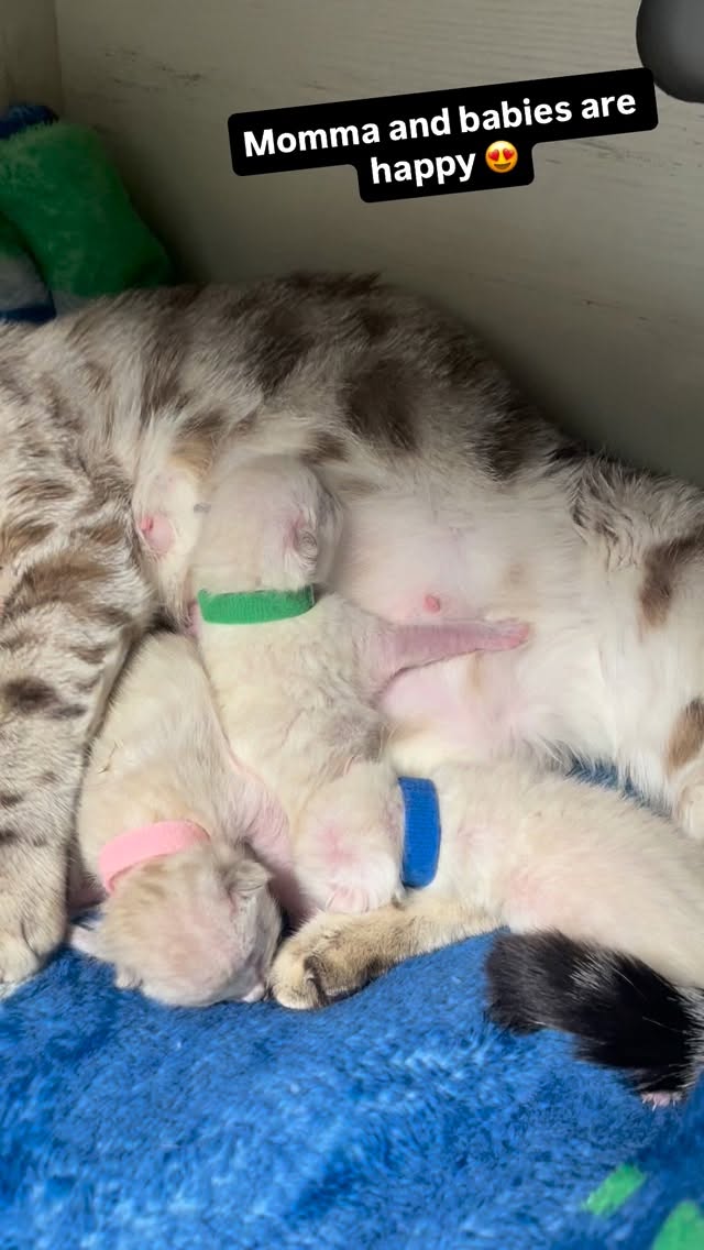 Bengal babies are just so beautiful 😻 happy they are doing great. Message us with any questions. #bengal #kitten #cats #cat #casacruzranch