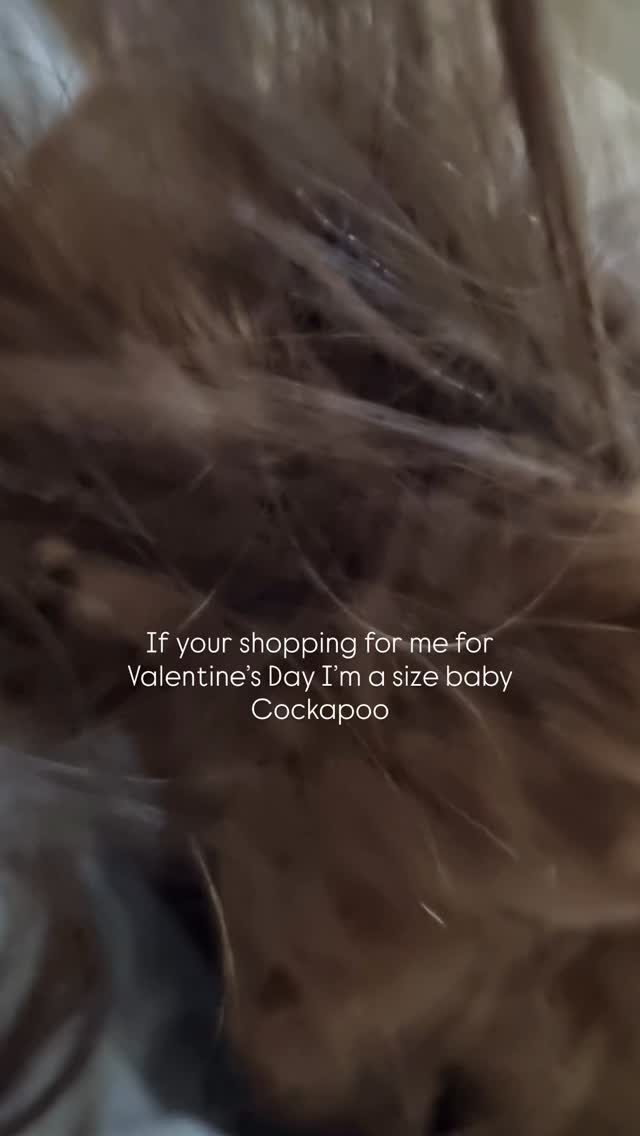 Is it a lot to ask? 🤎😂
How is this nearly 3 years ago! Crumble was the sweetest puppy and I’d have another one of her in a heartbeat!
#cockpoosofinstagram #puppiesofinstagram #valentinesday