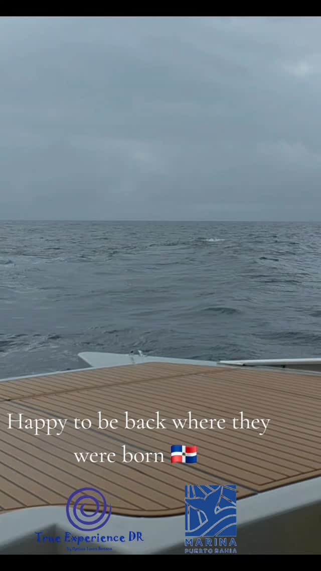 Back where they were born
Enjoy the majestic show of the humpback whales in the water where they are mostly born, Dominican Republic.
Enjoy the show on board our prestigious Boat "El Andiamo" and create Memories.
Welcome back to Samana🇩🇴
#whalewatching #samana #dominicanrepublic #Luxurywhale #truexperiencedr