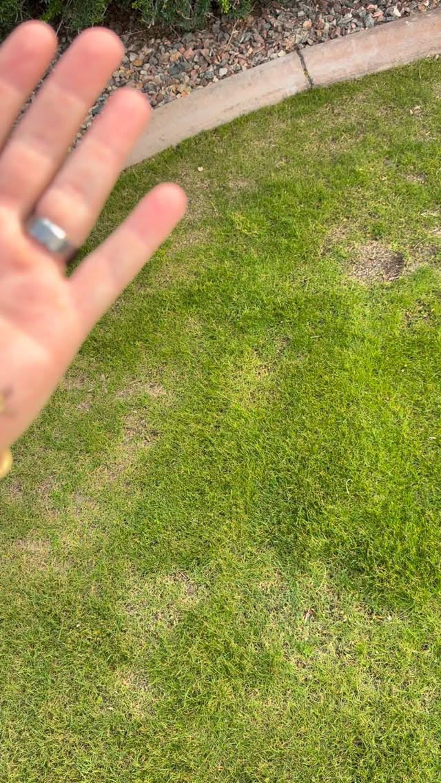 This stud from Bloodbath x Hazmat is very quickly getting up to breeding size! Excited to incorporate him into more pinstripe/emptyback projects. #chocho #rubyreptiles #crestedgeckos