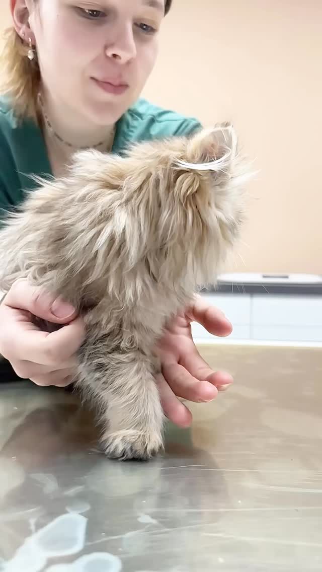 Einfach 1min süße Katze in Slow Motion. Mehr nicht.