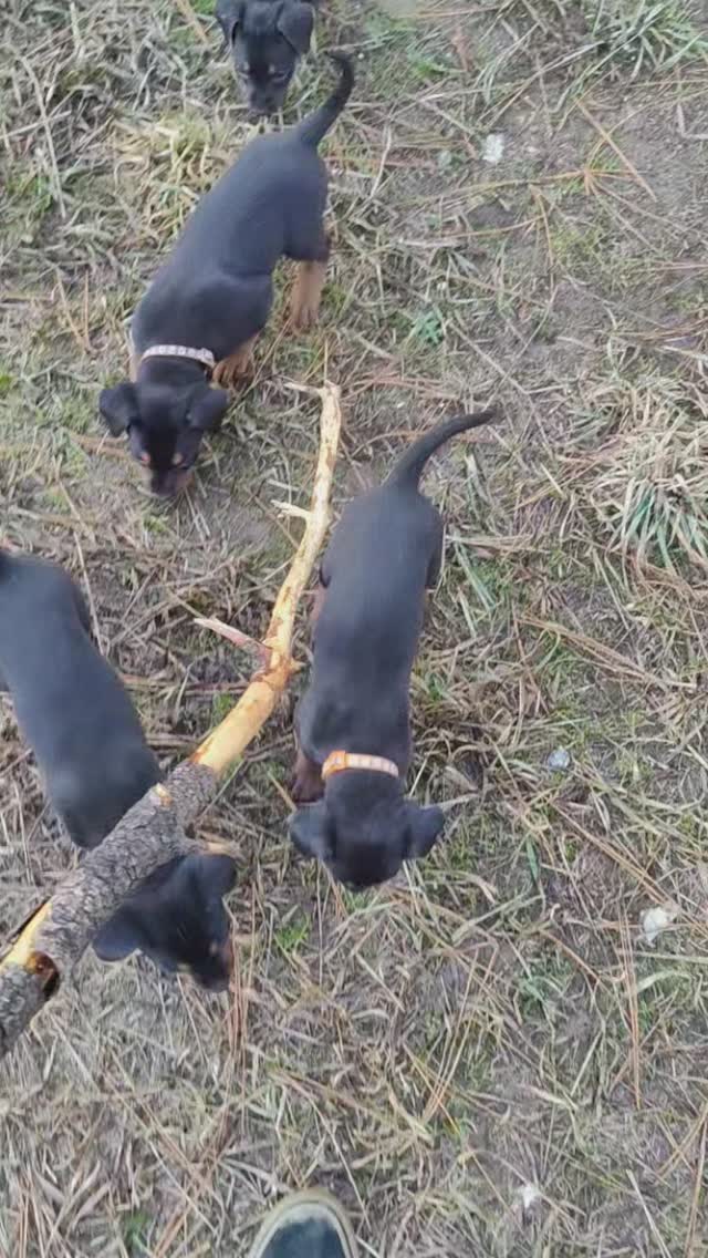 Boys exploring outside
-
Laizhou hong chinese red dog
-
Nothing for sale, DM to inquire about the breed!
-
dutch shepherd sighthound #rarebreed #protectiondog #chinesereddog beauceron schutzhund protection dog psa german shepherd guard dog trainer preservation chinese red dog #dobie #laizhouhong