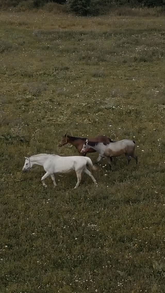 Welcoming the year of golden fire horse 🐎
〰️
A rare energetic combination that only happens every 60 years. It’s the year of momentum, transformation, and courage.
#yearofhorse #firehorse #newyear #energeticshift
Video by Tima Miroshnichenko