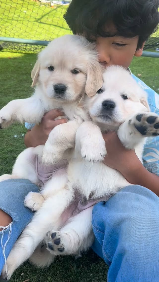6 weeks old and sweet as can be 🤍🐾
#goldenretriever #goldenretrieverpuppy #puppies #golden #valentinesday