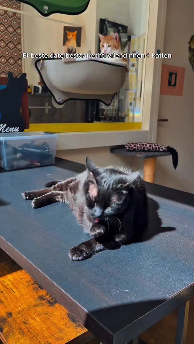 Vier Galentine’s Day bij ons: gezelligheid, koffie en katten.
Op 13 februari maken we er een puurrrfect vriendinnen-uitje van. Reserveer jouw tafel via de link in bio.
#kattencafe #kattenliefde #galentinesday #alkmaar #fypnl”