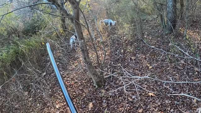 Looking back to early November, in the Catskill mountains, when the woodcock were still here. It won’t be long until they’re back. Sometimes woodcock sit tight, sometimes they run. This one was running. Breeze and Autumn tracked this bird through classic ghost farm cover, eventually producing a shot opportunity.
#Birddog #englishsetter